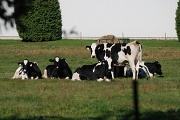 9th Sep 2012 - Dairy cows