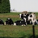 Dairy cows by farmreporter