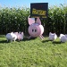 Oink by klh