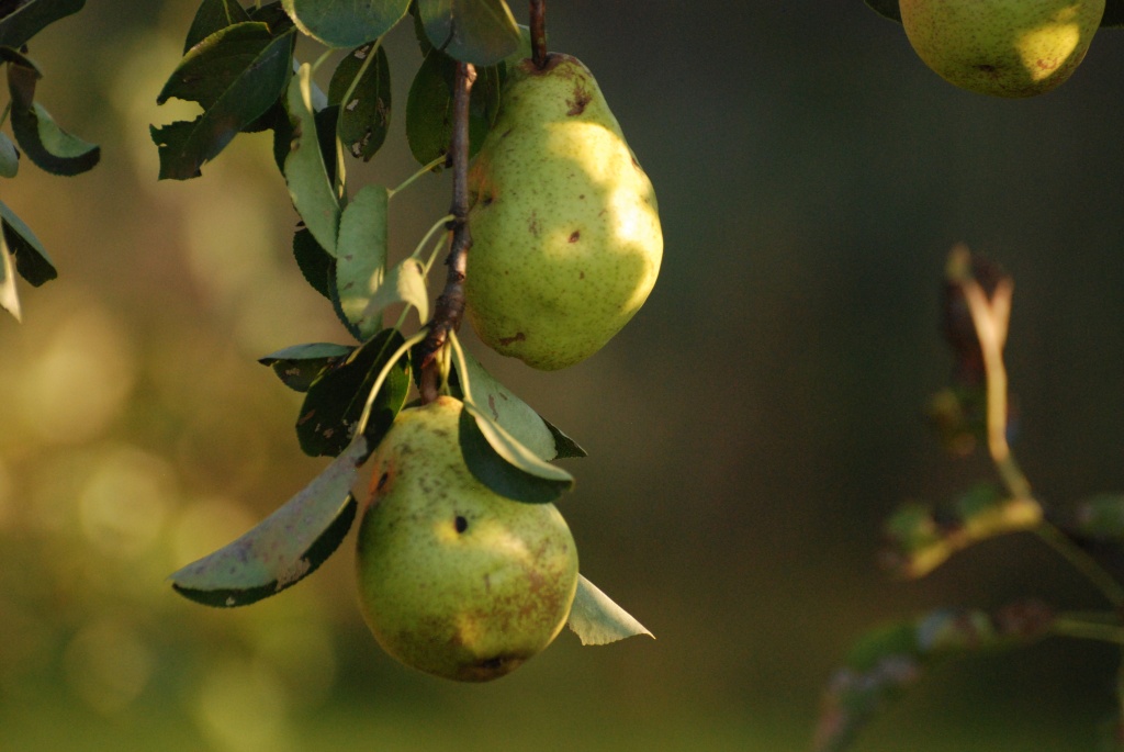Pears by farmreporter