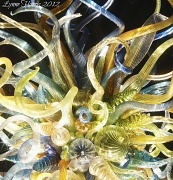 3rd Oct 2012 - Chihuly Nights