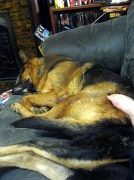 3rd Oct 2012 - dog pillow
