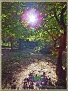4th Oct 2012 - Sun Through The Trees