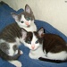 Gizmo & Casper as kittens. by darrenboyj