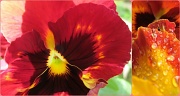 4th Oct 2012 - red and yellow pansies
