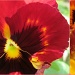 red and yellow pansies by quietpurplehaze