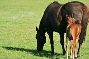 4th Oct 2012 - Baby Horse