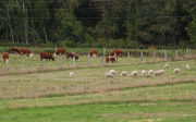 15th Sep 2012 - Our Cows and Sheep