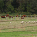 Our Cows and Sheep by farmreporter