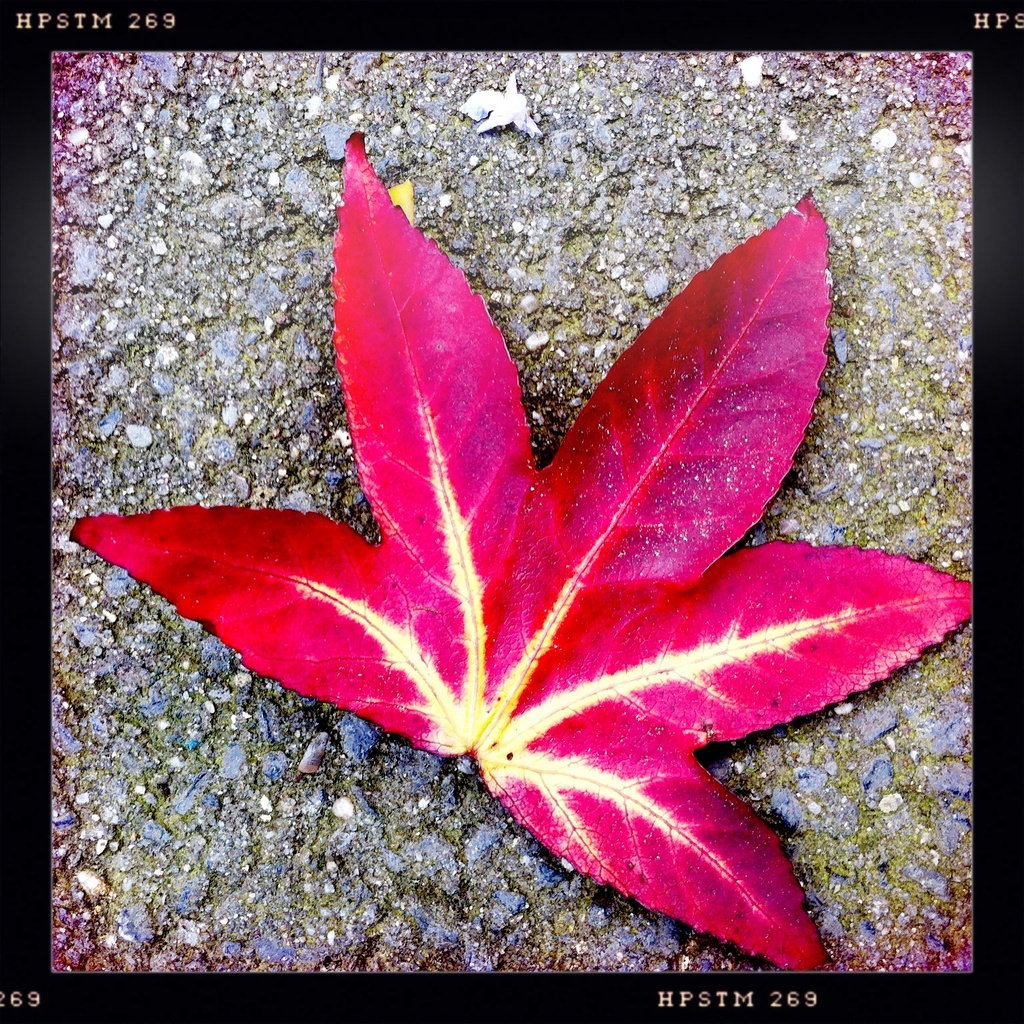 Red Autumn by mastermek