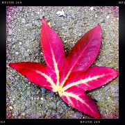 18th Sep 2012 - Red Autumn