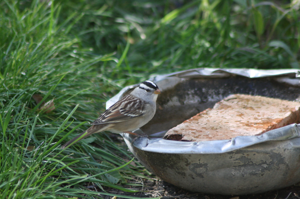 White crowned sparrow  by aecasey