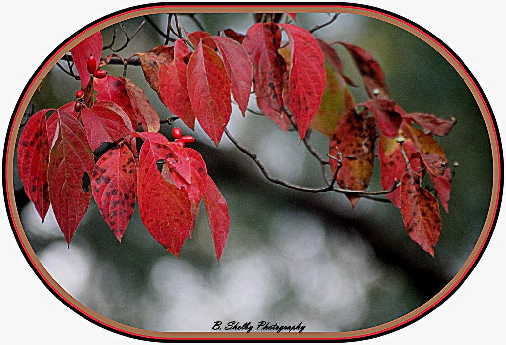 Fall's First Color by vernabeth