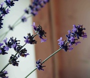 4th Oct 2012 - lavender