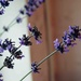 lavender by inspirare