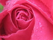 2nd Oct 2012 - red rose
