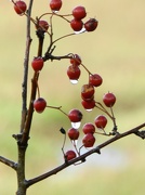 4th Oct 2012 - Berries After Rain