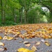 Who dumped the leaves on the trail? by alophoto