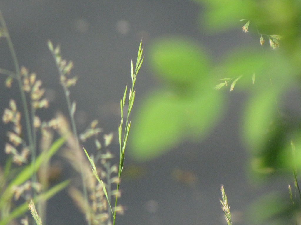 Meadow by photogypsy
