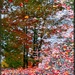 Autumn Confetti Reflections! by paintdipper