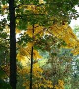 4th Oct 2012 - A canopy of color
