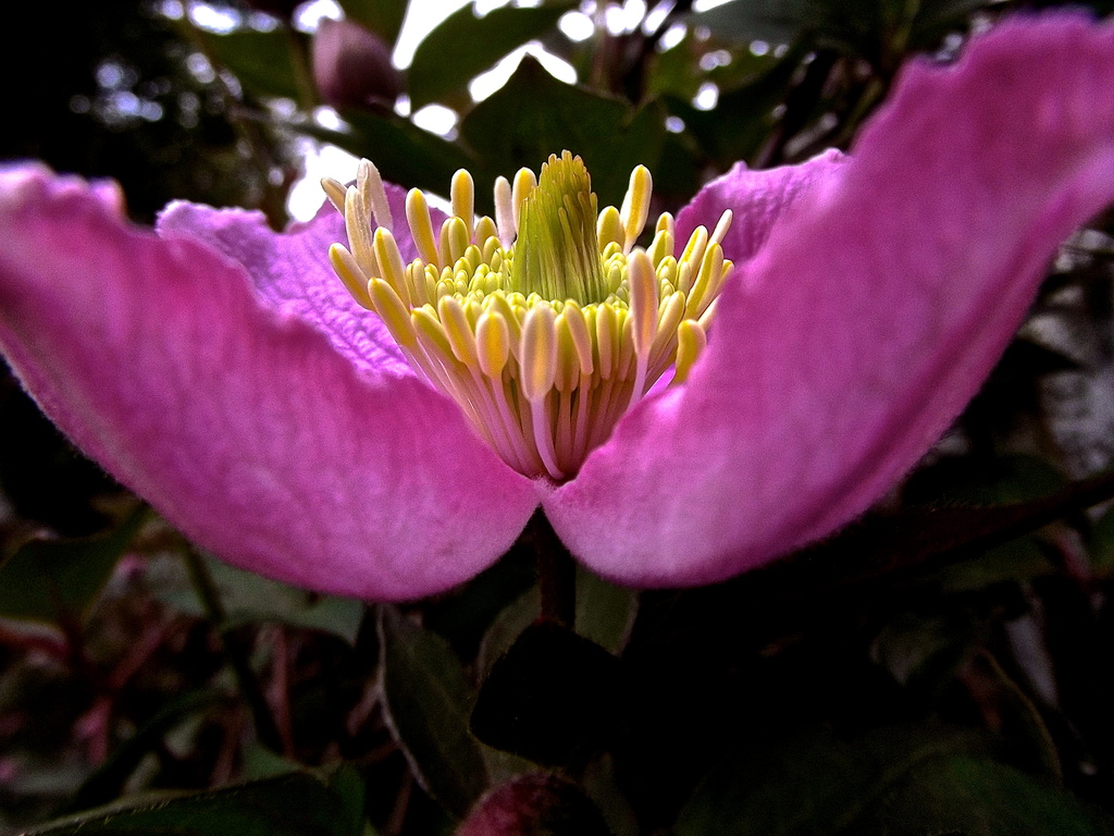 Creeping Clematis by maggiemae