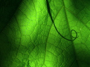 4th Oct 2012 - Tendril