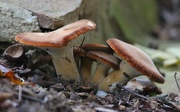4th Oct 2012 - Family of mushrooms