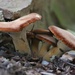Family of mushrooms by tara11