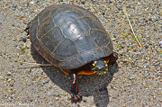 4th Oct 2012 - Painted Turtle