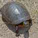 Painted Turtle by stcyr1up