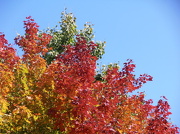 4th Oct 2012 - Colorful Tree Top
