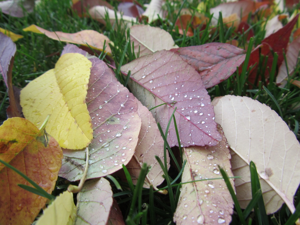 Rain Drops on Leaves by mrsbubbles