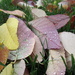 Rain Drops on Leaves by mrsbubbles