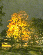 4th Oct 2012 - Impressionism: The Golden Tree