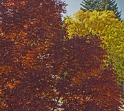 3rd Oct 2012 - fall blends