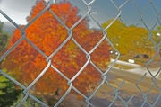 4th Oct 2012 - fenced in