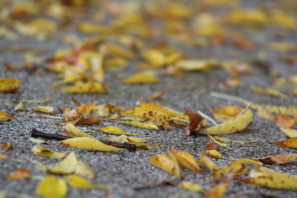 Autumn Street by edorreandresen