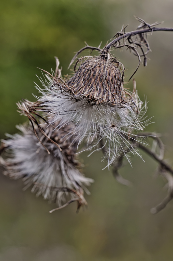 Last Thistle by lstasel