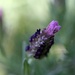 Springtime Lavender by nicolecampbell