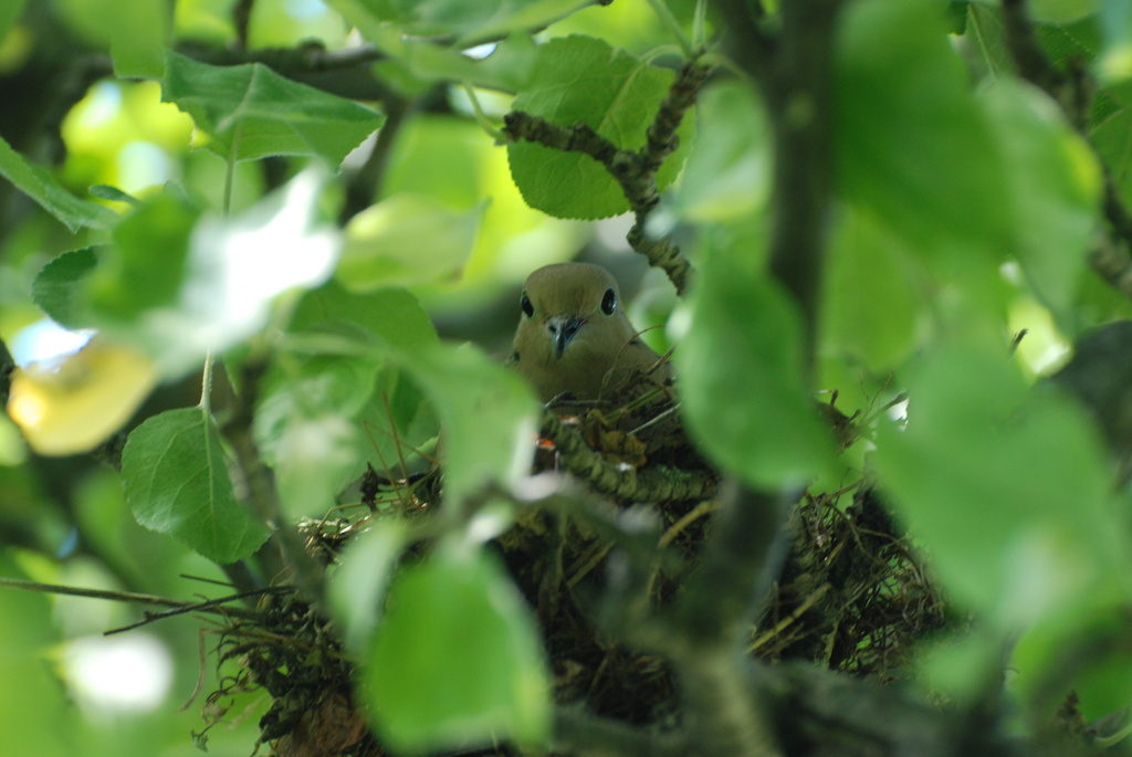 Nesting dove by farmreporter