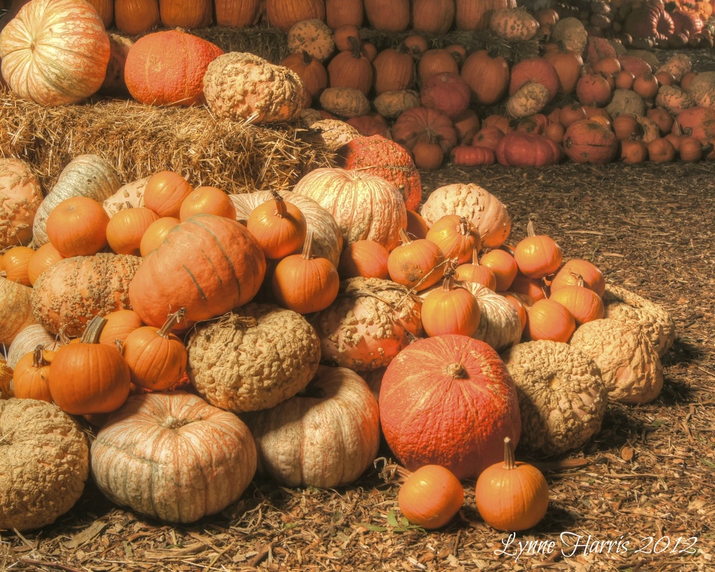 Pumpkins, pumpkin, and more pumpkins by lynne5477