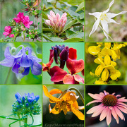5th Oct 2012 - Flower Collage