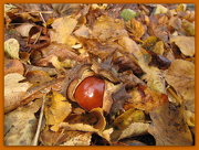 5th Oct 2012 - Conkers