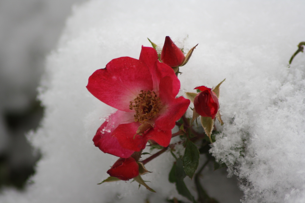 Snow buds by aecasey