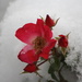 Snow buds by aecasey
