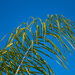 palm blue by peadar