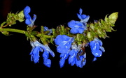 5th Oct 2012 - Flash blue flowers