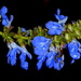 Flash blue flowers by boxplayer