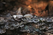 5th Oct 2012 - Fungus